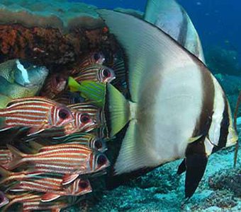 Raja ampat feature