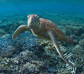 Turtle by kara