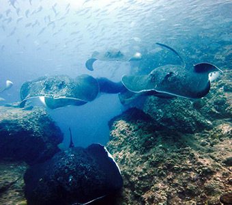 Wolf rock bull rays