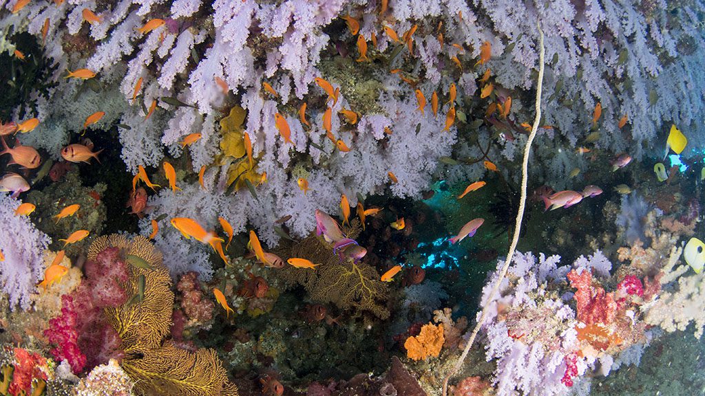 Heather sutton b looking down gww taveuni Heather sutton b looking down gww taveuni