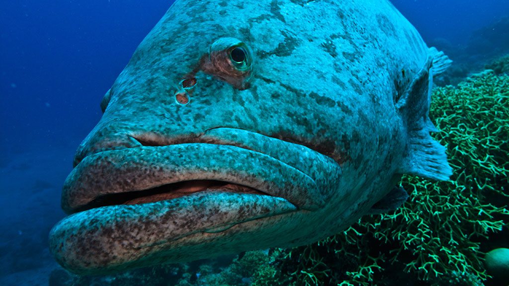 Cod hole shutterstock 41937406 1024 Cod hole shutterstock 41937406 1024