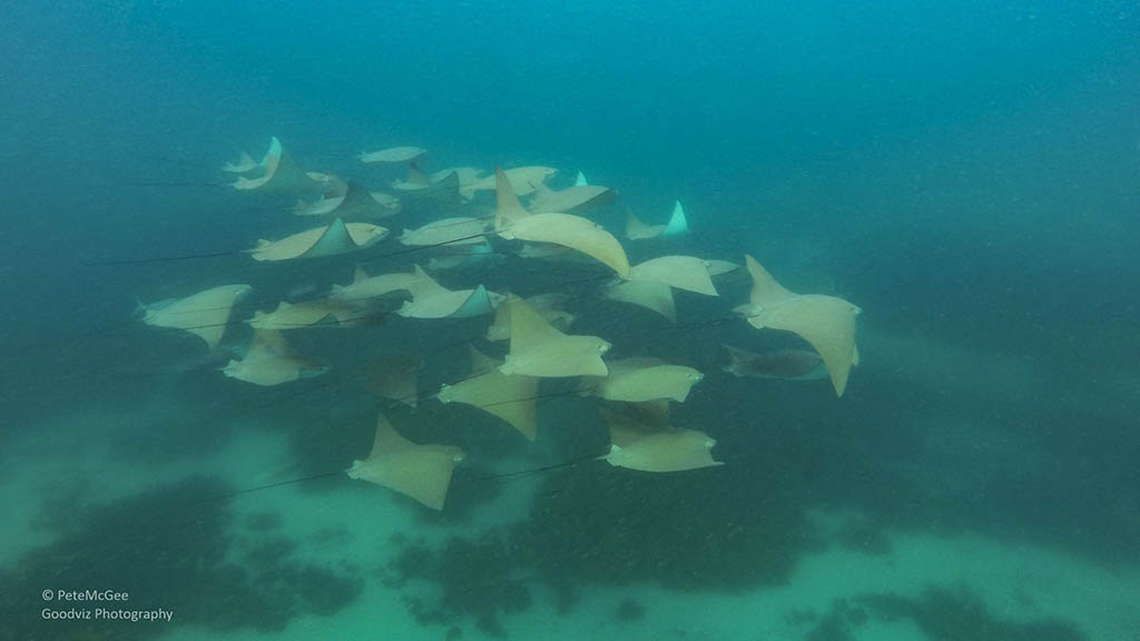 Cabbage tree bay aquatic reserve manly cow nose rays Cabbage tree bay aquatic reserve manly cow nose rays