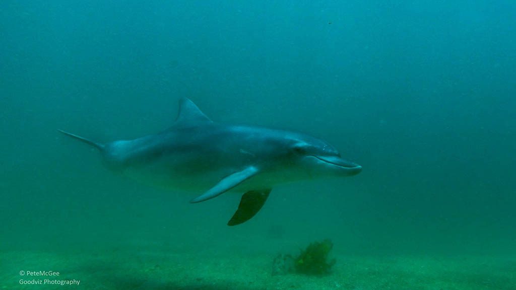 Cabbage tree bay aquatic reserve manly dolphin Cabbage tree bay aquatic reserve manly dolphin