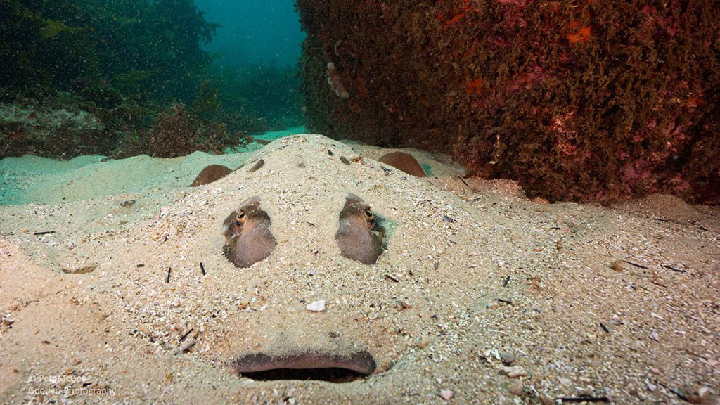 Cabbage tree bay aquatic reserve manly fiddler ray Cabbage tree bay aquatic reserve manly fiddler ray