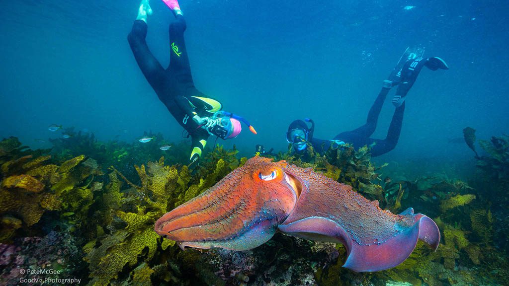 Cabbage tree bay aquatic reserve manly giant cuttle fish Cabbage tree bay aquatic reserve manly giant cuttle fish
