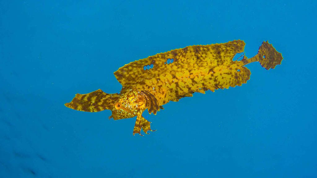 Cabbage tree bay aquatic reserve manly golden weedfish Cabbage tree bay aquatic reserve manly golden weedfish