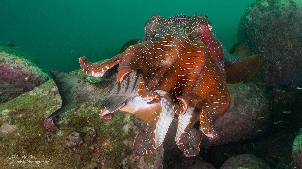 Cabbage tree bay aquatic reserve manly hunting giant cuttlefish Cabbage tree bay aquatic reserve manly hunting giant cuttlefish