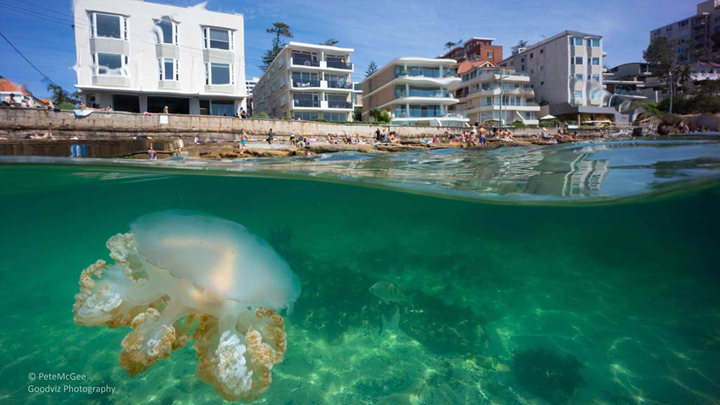 Cabbage tree bay aquatic reserve manly jellyfish Cabbage tree bay aquatic reserve manly jellyfish