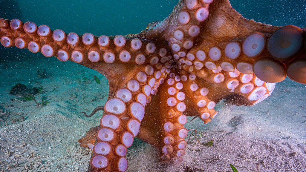 Cabbage tree bay aquatic reserve manly octopus Cabbage tree bay aquatic reserve manly octopus