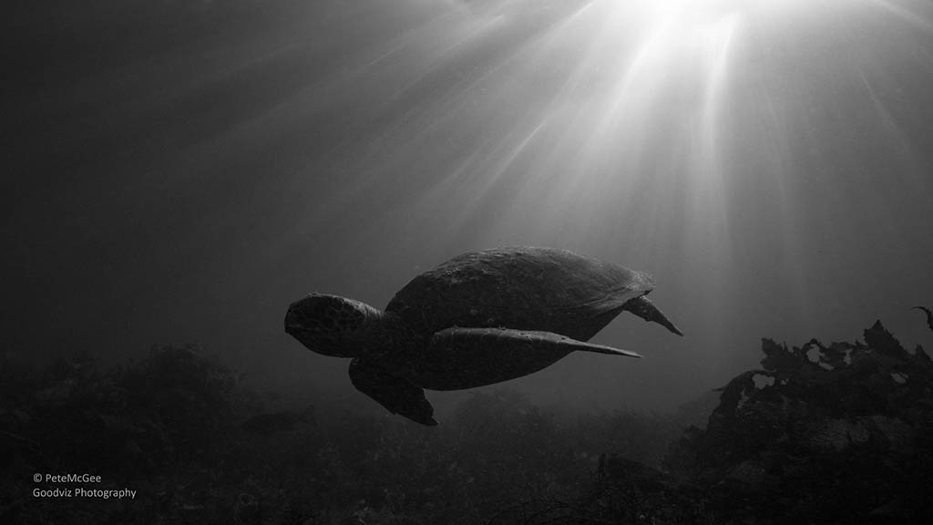 Cabbage tree bay aquatic reserve manly turtle Cabbage tree bay aquatic reserve manly turtle