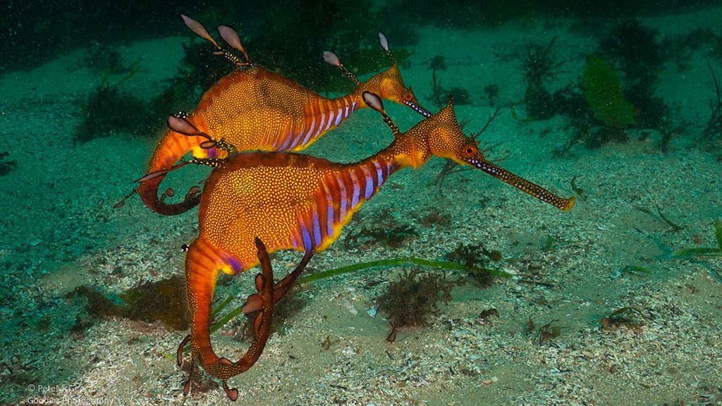 Cabbage tree bay aquatic reserve manly weedy seadragons Cabbage tree bay aquatic reserve manly weedy seadragons