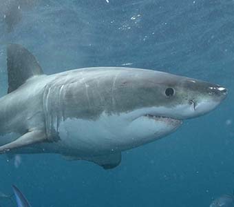 Great white1 feature