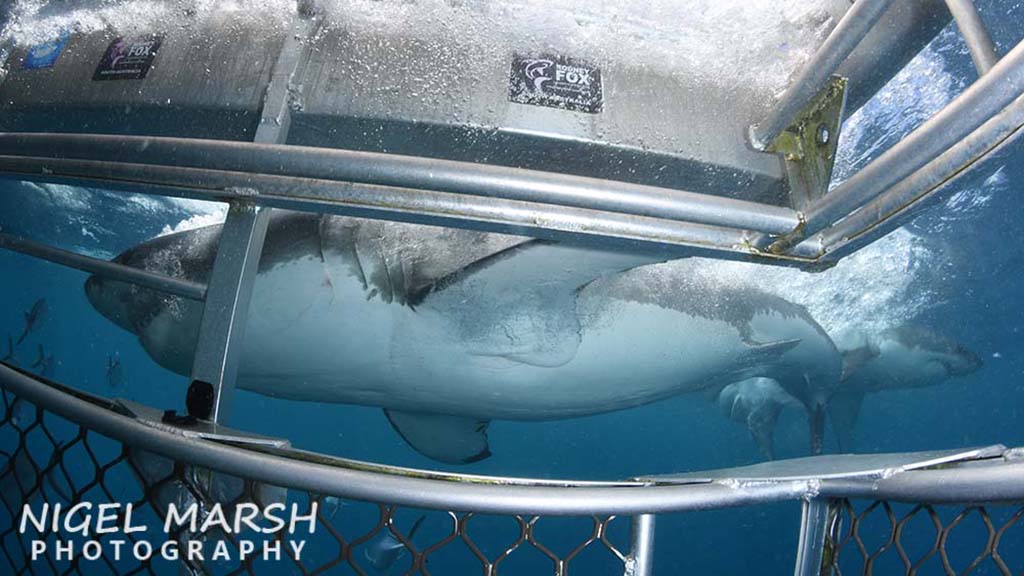 Rodney Fox Great white shark dive