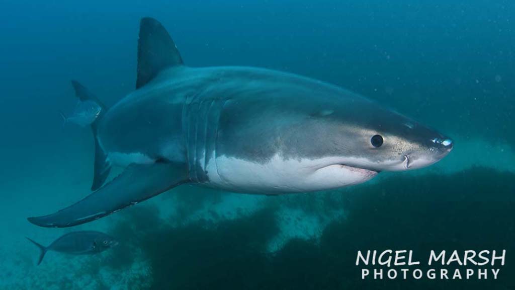 Rodney Fox Great white shark dive