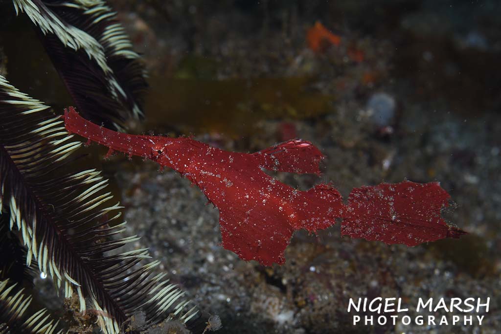 Dive ambon robust ghostpipefish Dive ambon robust ghostpipefish