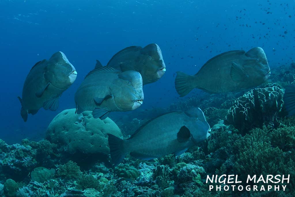 Banda humphead parrotfish