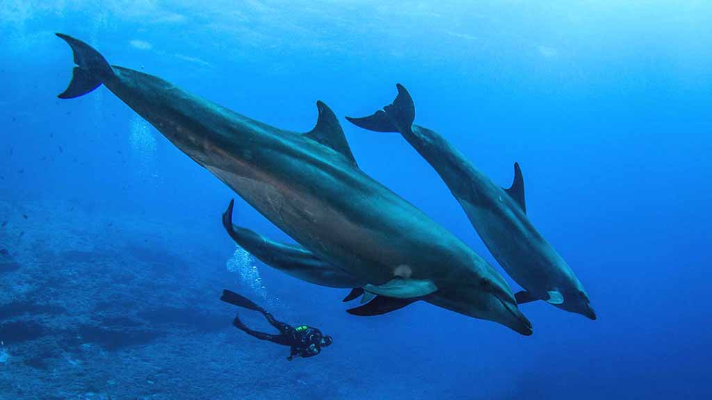 Rangiroa 6 passengers dolphin family Rangiroa 6 passengers dolphin family