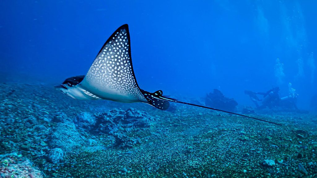 14 ferox dive liveaboard malpelo eagle ray