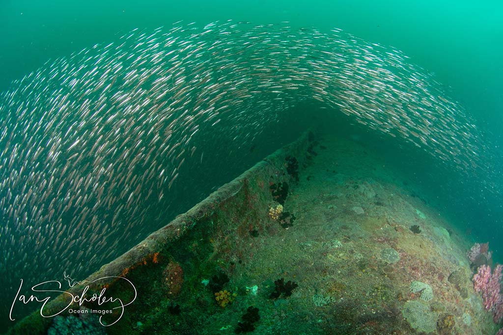 British sergeant sardines on bow 1024 British sergeant sardines on bow 1024