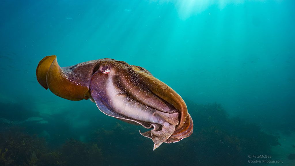 10 pro dive sydney giant cuttlefish