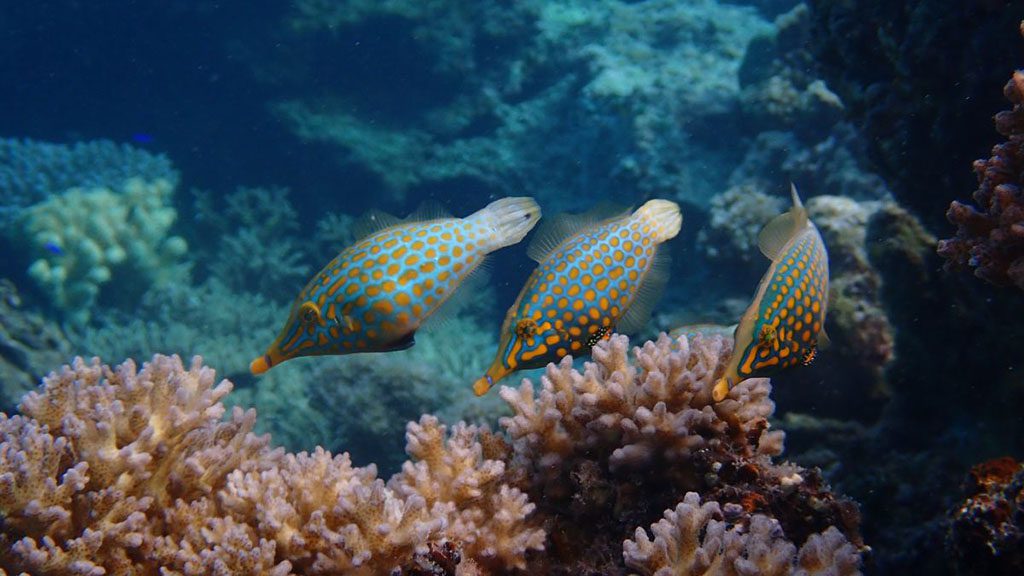 Dive vava u tonga axfactor dive file fish