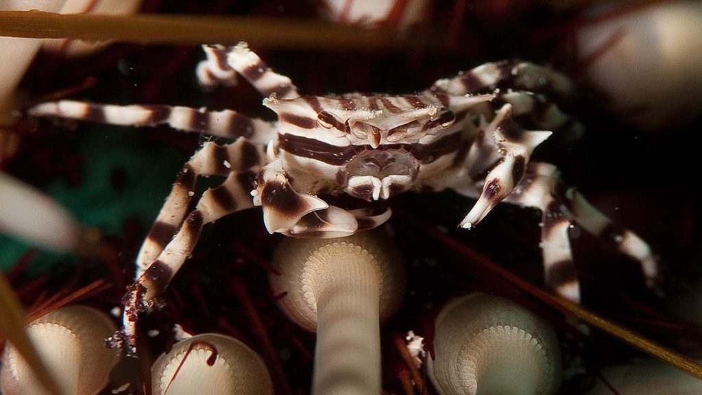 20 evolution malapascua philippines zebra crab