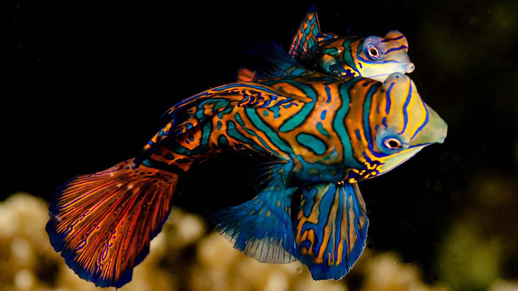 24 evolution malapascua philippines mandarin fish
