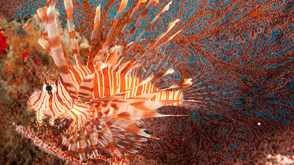 25 evolution malapascua philippines lionfish