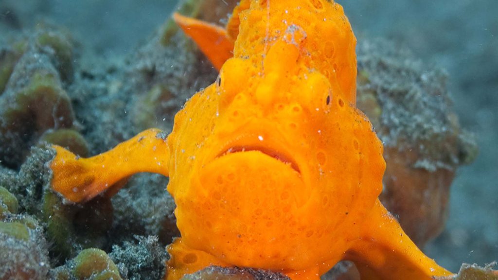 28 evolution malapascua philippines frogfish