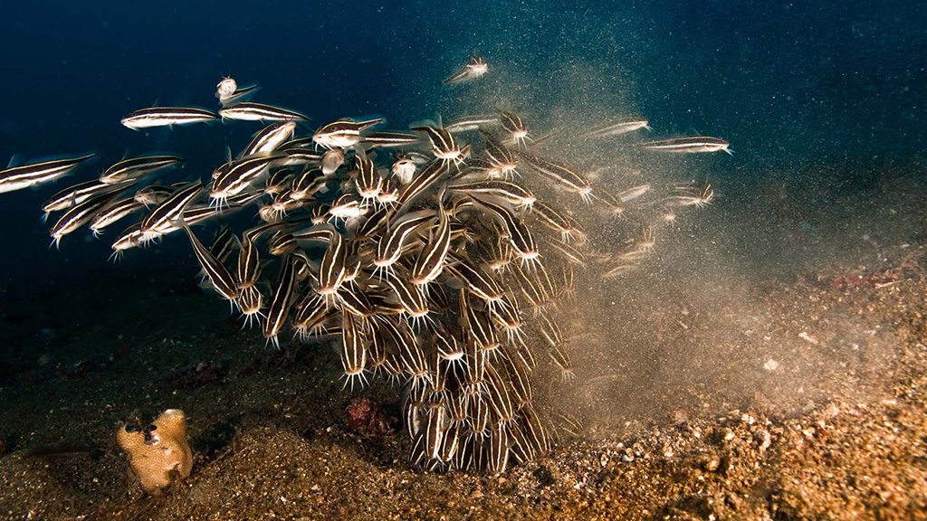 30 evolution malapascua philippines striped eel catfish