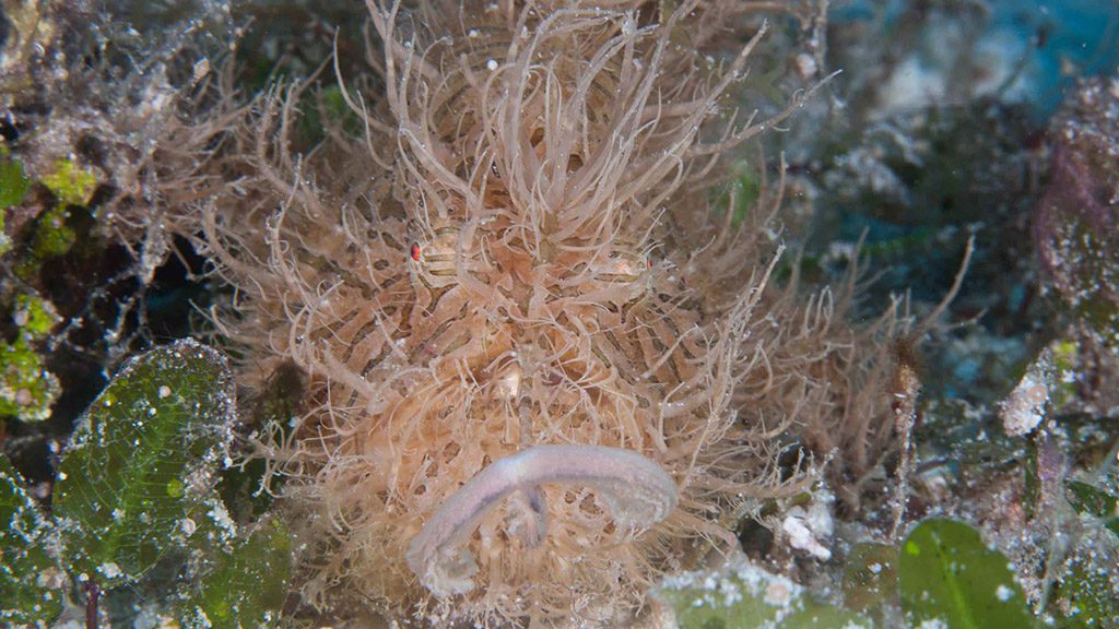 35 evolution malapascua philippines hairy frogfish