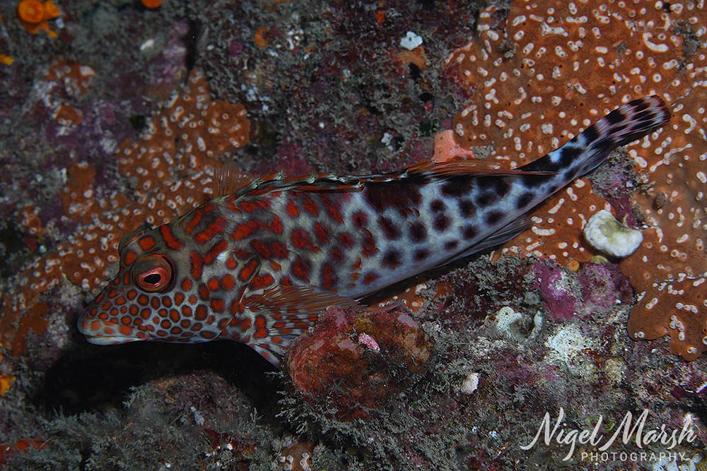 Lord howe splendid hawkfish